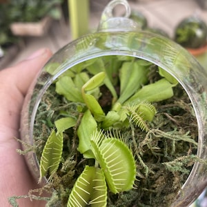 Venus flugfälla-terrarium, levande köttätande växt i glaskula, miniterrarium för inomhusbruk