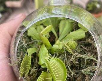 Venus Flytrap Terrarium, Live Carnivorous Plant in Glass Orb, Mini Indoor Terrarium