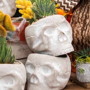 May include: A display of grey skull-shaped planters, each holding a selection of succulents and cacti. The planters, made from a textured material, are arranged on a wooden surface. The plants feature green, yellow, and spiky textures, creating a unique decorative display.