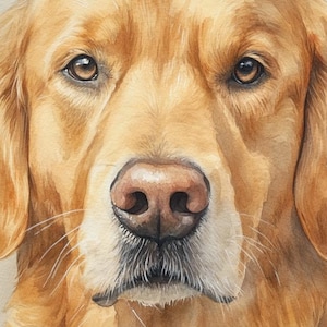 May include: Close-up watercolor painting of a Golden Retriever dog's face. The dog has brown eyes, a pink nose, and a white and gray muzzle. The fur is a light golden color, with detailed brushstrokes. The image is a portrait.