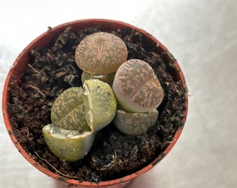 Lithops