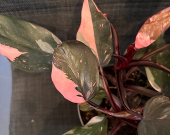 Philodendron pink princess