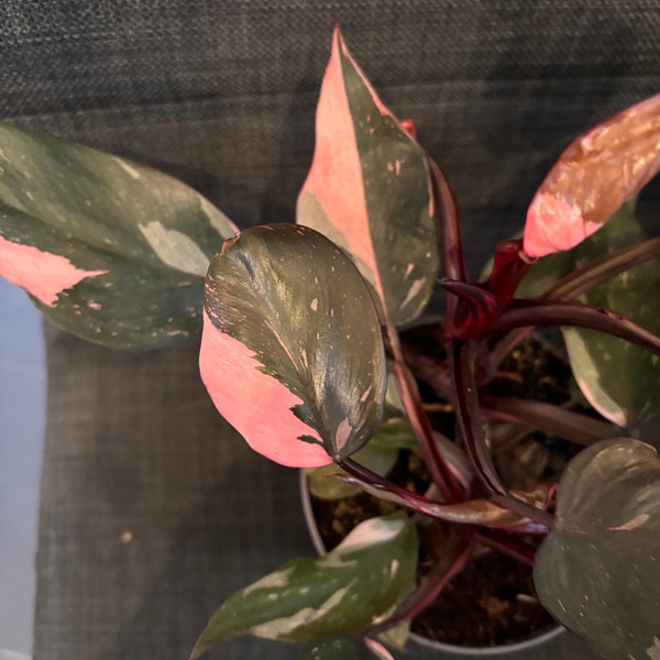 Philodendron pink princess