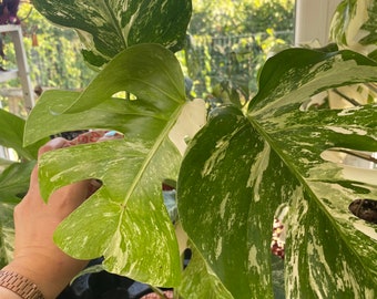 Monstera variegata