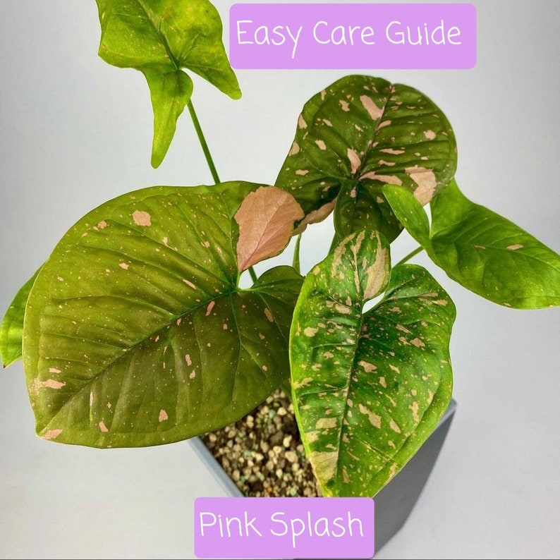 Super special price Easy Our shop most popular Care Guide quot; Pink Splashquot; Syngonium
