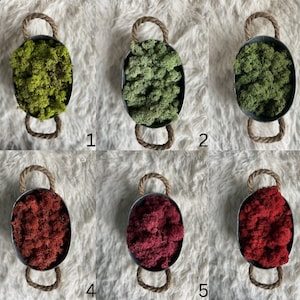 25g Preserved Reindeer Moss | Norwegian Stabilised Highland Moss Mix | Natural Preserved Moss for Terrariums, Home decoration and Wall Art