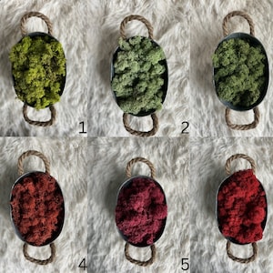 Reindeer Moss 5 Colors. Real Preserved Natural Moss for Crafts