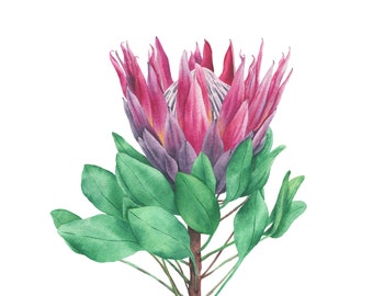 King Protea Print, Flower Print, Printable  Wall Art, Watercolor Print, Instant Download