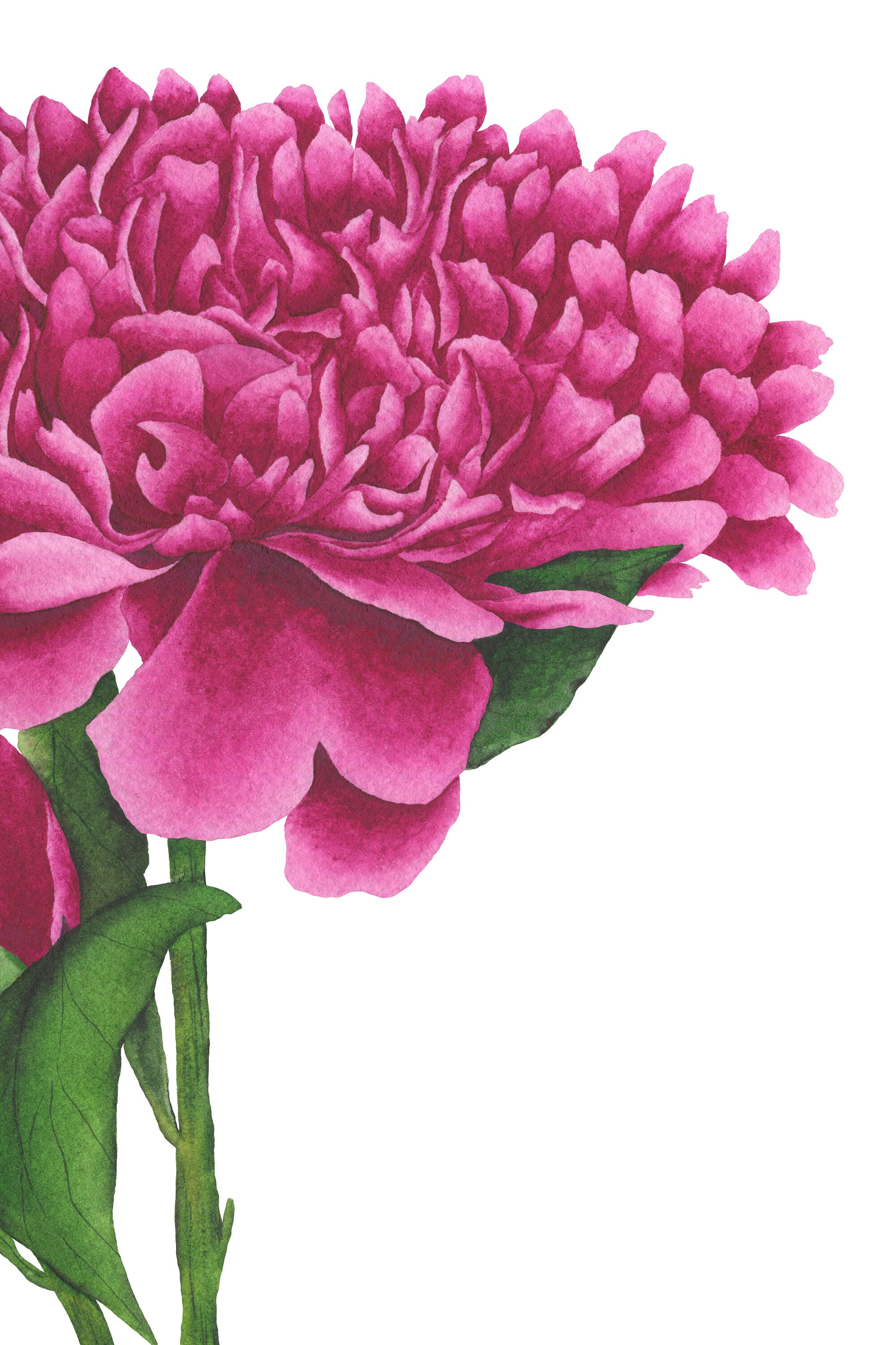 Peony Printable Peony Print Flower Poster Flower Wall - Etsy UK