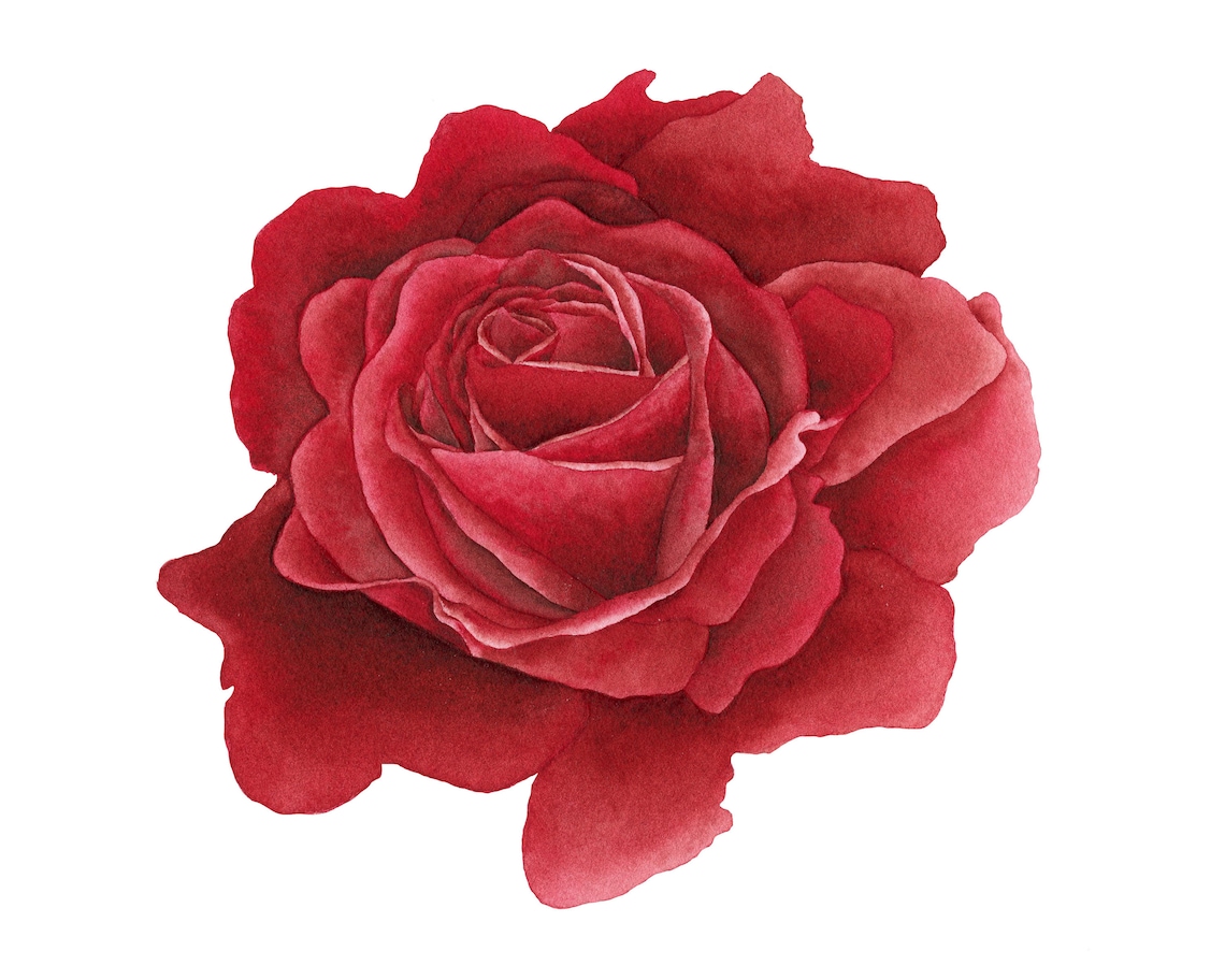 Rose Flower Print, Floral Art Print, Botanical Wall Art, Flower Art, Rose Printable, Flower