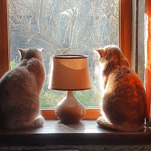 Archivo digital para amantes de los gatos, póster de gatos, fotografía de dos gatos observando aves, impresión de gatos adorables, ¡Gloria a Ucrania! ¡Alto a la guerra! ¡Apoya a Ucrania!