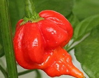 Dragon S Breath Pepper Seeds Etsy Dragon S Breath Pepper Seeds Etsy