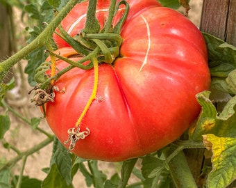 Beefsteak Tomato Seeds, Heirloom Seeds