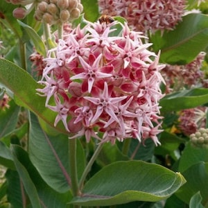 Showy Milkweed Seeds, Asclepias Seeds, Flower Seeds