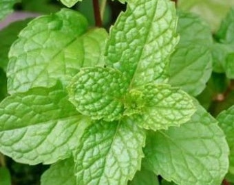 Spearmint Seeds, Mint Seeds