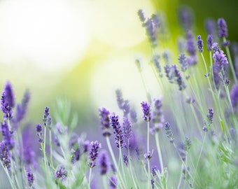 Dwarf Munstead Lavender Seeds, Herb Seeds, Lavender Seeds