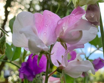 Bijou Mix Sweet Pea Seeds, Sweet Pea Seeds