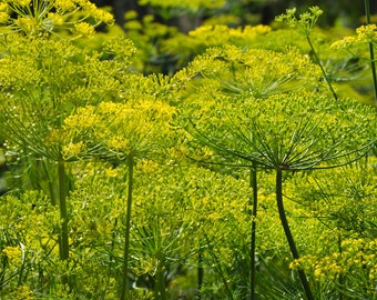 Dukat Dill Seeds, Herb Seeds