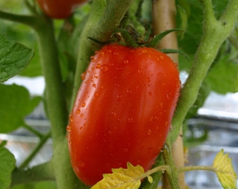San Marzano Tomato seeds, Heirloom Seeds