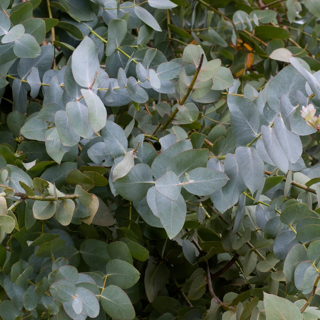 Silver Drop Eucalyptus Seeds, Eucalyptus Seeds, 10 Seeds Etsy Canada
