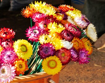 Mixed Strawflower Seeds, Flower Seeds