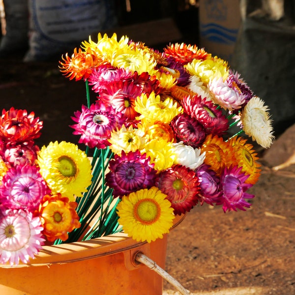 Mixed Strawflower Seeds, Flower Seeds