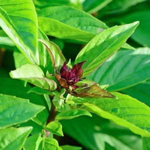 Thai Basil Seeds, Herb Seeds