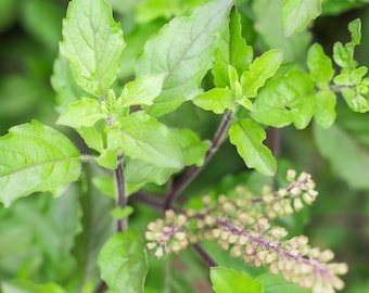 Holy Basil Seeds, Herb Seeds