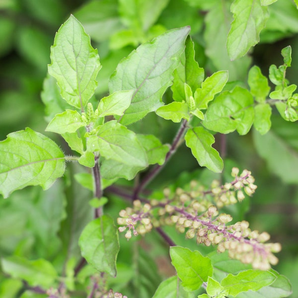 Holy Basil Seeds, Herb Seeds