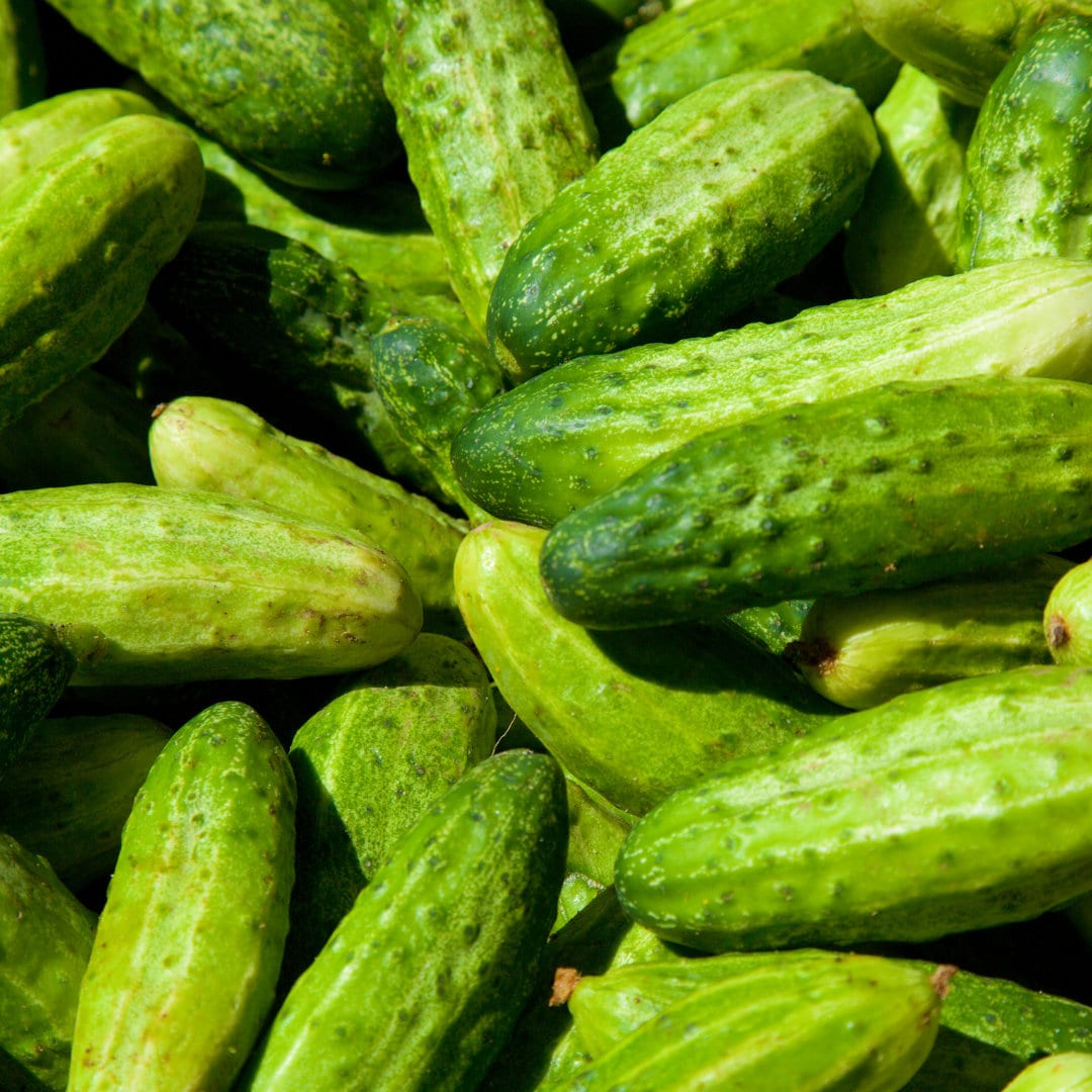 Patio Snacker Cucumber Seeds, Vegetable Seeds Etsy Canada