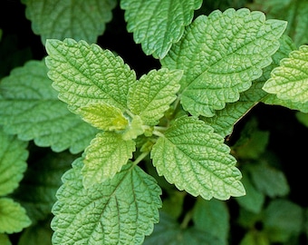 Lemon Balm Seeds, Herb Seeds