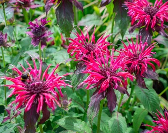 Monarda Panorama Mix Seeds, Bee Balm Seeds, Perennial Seeds, Flower Seeds