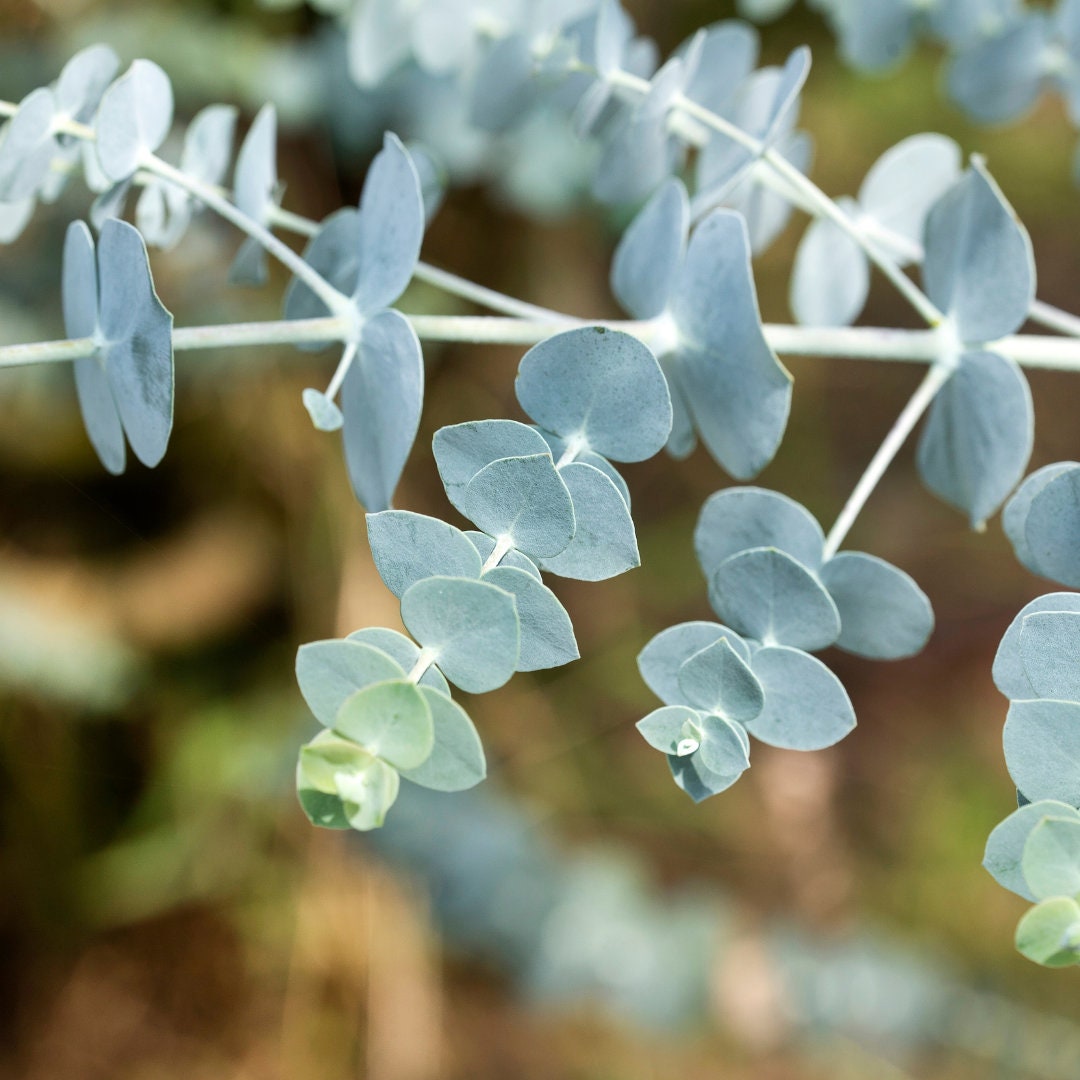 Baby Blue Eucalyptus Seeds, Eucalyptus Seeds, 10 Seeds Etsy Canada