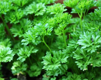 Curled Parsley Seeds, Herb Seeds