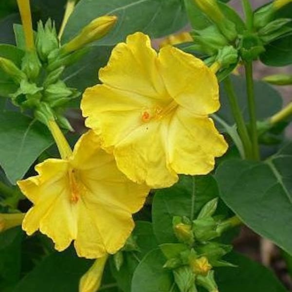 Four Oclocks Yellow Seeds, Miribilis Seeds