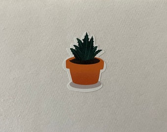 Baby Aloe Vera Plant Etsy