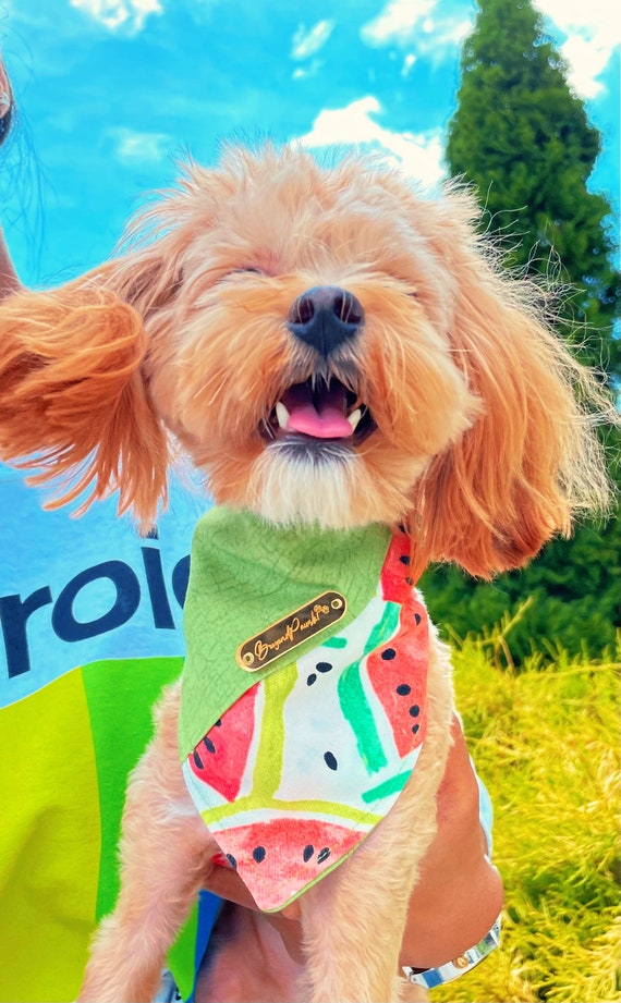 Watermelon Dog Bandana Sweetness Snap on Dog Bandanas Two toned Personalized Dog Bandanas Dog Bandana Collar Dog Gifts Etsy