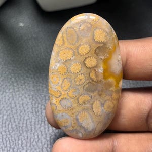 Fossile Koralle Edelstein Cabochon 100% natürliche Top Grade Qualität Edelstein Cabochon Einzigartige Designer für die Schmuckherstellung