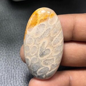 Fossile Koralle Cabochon: Natürlicher Edelstein zur Schmuckherstellung (45x25x8mm, 78Cts.)