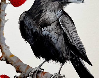 Common Raven Fine Art Print