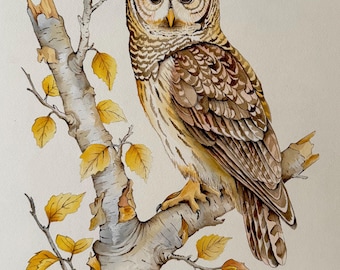 Barred Owl Fine Art Print