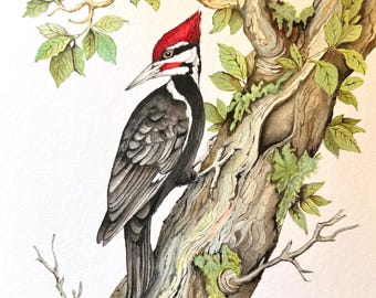 Pileated Woodpecker, original painting, acrylic paint on archivally sealed wood panel