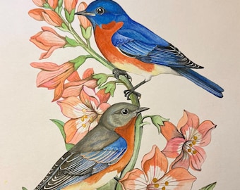 Eastern Bluebirds Fine Art Print