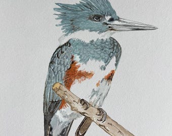 Belted Kingfisher Art Print, Archival Giclee Bird Painting