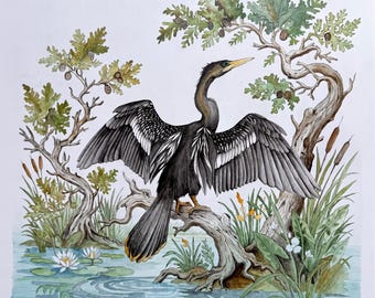 Anhinga Fine Art Print