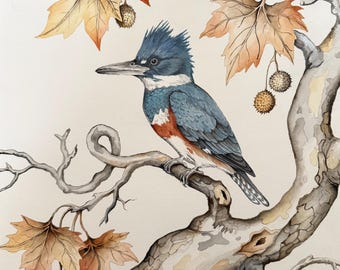 Belted Kingfisher in Sycamore Fine Art Print