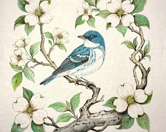 Cerulean Warbler in Dogwood Fine Art Print