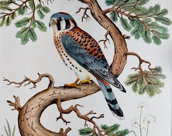 American Kestrel Fine Art Print