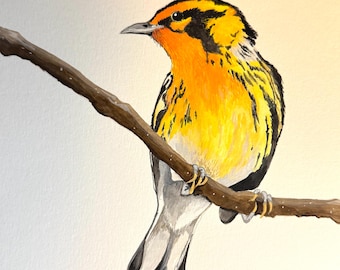 Blackburnian Warbler Fine Art Print