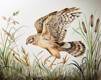 Northern Harrier Fine Art Print